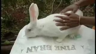 HOW TO IDENTIFY RABBITS FROM UPTO 6 MONTHS OLD PART 2