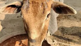 Downer in cow 2nd day treatment#cow #garudawisnusatriamuda #foryou #facebook #youtube #animals 