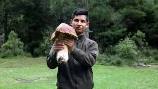🍄😱 Explorando los bosques del occidente de Guatemala,🤔 y ustedes ¿han probado los hongos? 🍄💚😱