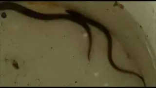 Looking after eels in the Thames
