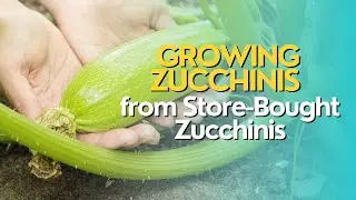 Growing Zucchinis from Store-Bought Zucchinis