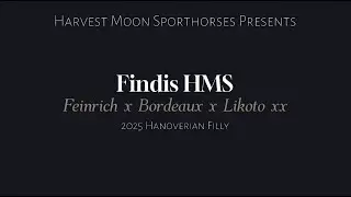 Findis HMS (Feinrich x Bordeaux x Likoto xx)