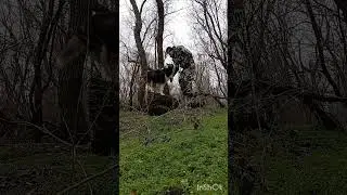 На пеньке. Финансовая помощь бездомным собачкам: 2202 2056 2556 3355- Александр К.