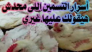 اسرار زيادة وزن الدجاج الابيض التسمين من عمر 17يوم بدون تكاليف بدون علف هتوصل ل4كيلوا فى شهر 