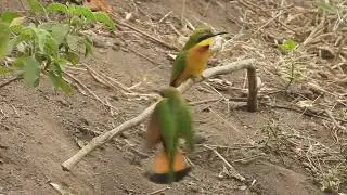 Merops pusillus / abejaruco chico / Little bee eater