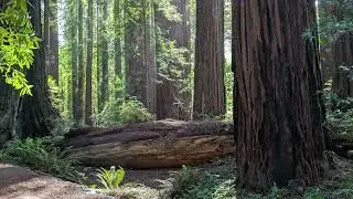 [8K]⁴&sup3;&sup2;⁰ᵖ Star Wars Return of the Jedi Filming Locations - Cheatham Grove Grizzly Creek Redwoods 4/4