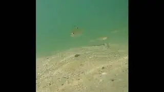 Fischbrut ~ zur Entspannung ~ PART 2
