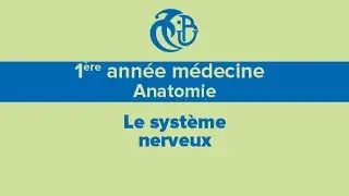 1&egrave;re ann&eacute;e m&eacute;decine, Anatomie, Le syst&egrave;me nerveux