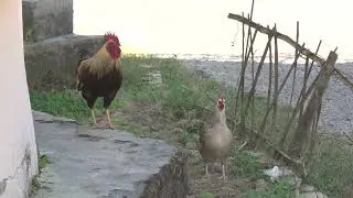 Intruder Rooster mating the flock of broody hen