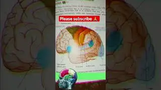 human brain structure and function ll #medicos  ll #motivational ll #brain  ll @sureshmurmu5380
