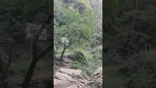 Chadwick Falls Himachal Pradesh #himachalpradesh #shortvideo #ytshorts #travelvlog #tranding.