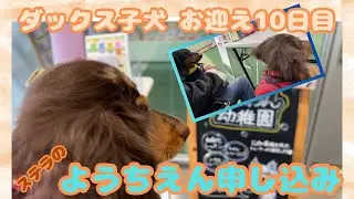 【エトワとステラ】ダックス子犬　お迎え１０日目　犬のようちえんデビュー　申し込み編　お外デビュー前の屋内お散歩も Applying for dog kindergarten