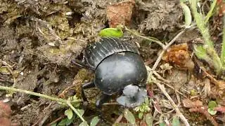 A beetle from Sardinia--Żuk gnojarz--Sardynia--05 05 2013 WSt