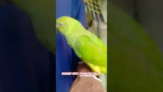 Rahim Yar Khan birds market #shortsvideo #parrot #shorts