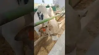 Dotted Nukra Bull Breeder |AnimalsVideos 360