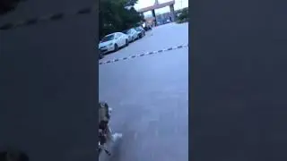 Cycling with a Husky Dog