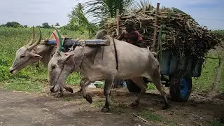 Bullock heavy load | Bullockcart stuck video | Bullockcart racing videos | cow videos | bullo