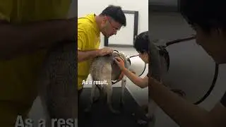 Radiation therapy for extensive nasal tumor - The Cancer Vet