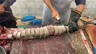 Arabian Sea Fish Tuna & Barracuda Fish Cutting Feasted Skills 