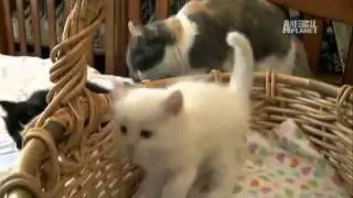 Ragamuffin Kitten For Adoption - 7 Months, Ragamuffin Cat ..