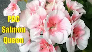 Пеларгония PAC Salmon Queen