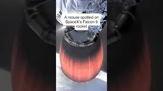 🚀 Mouse Spotted on SpaceX Falcon 9?! 🐭 Real or Glitch? | #Shorts