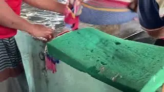 Step by Step Guide to Squeezing Fish Belly for Eggs