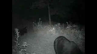 Bear triplet cubs