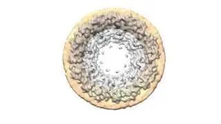 Puzzle: the making of a cell's tunnels