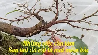 Những việc cần làm sau khi vặt lá mai miền bắc 