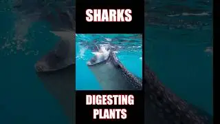 What Happens When Sharks Ingest Plants?