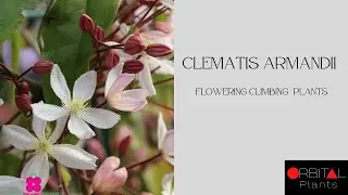 122. Clematis armandii