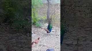 Dance to your own peacock rhythm. proud as a peacock. #animals #pet #colourful #lovely #beautiful