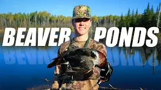 Duck Hunting Flooded Timber MN (HUNTER GETS HIT BY GOOSE!)