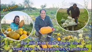 Dle dlib thab taub khaws cia ( Cueillette de concombres et potirons )