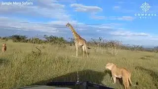 Giraffe Mum Kicks Lion Hunting her Baby