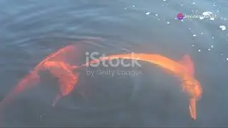 |Exploration Hub| Top 5 Most Dangerous Forests on Earth|
