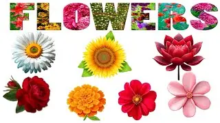 🌹Flowers name with English ||🌺 flowers name with Hindi || flowers name with picture