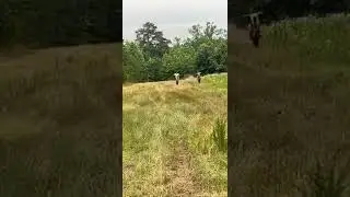 09 crf 450r vs 2019 kx450f crf ftw