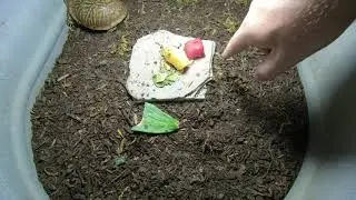 Caring for a sick turtle!