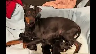 Manchester terrier puppies 24.02.2025
