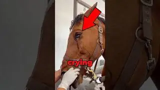 Лошадь плачет слезами 😢