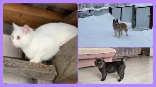В преддверии Нового Года 