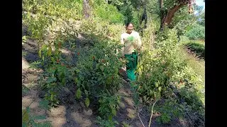 KING CHILLI CULTIVATION ON SALT FARM OF MRS  RODA INKA, NOV 2025
