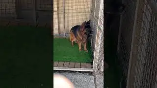 World Champion German Shepherd Long Coat | GSD Long Hair| German Shepherd