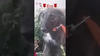 Beautiful Era Is Still Looking For A 4Ever Family | Furry Rescue Italy #shorts #dog #rescue #puppy
