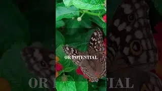 Seeing Patterns Everywhere - Pareidolia