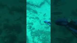 Nice Mangrove Snapper at Norman&rsquo;s wreck off Jupiter FL