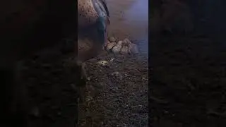 Owl mother returns to her babies #owl #birds #animals #wildlife #nature #congrats #shorts