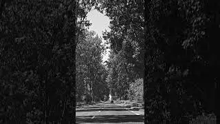 TREE LINED ROAD!! 🌲🛣️🌲 - 📷 #shorts